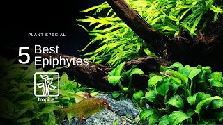 Top 5 Best Aquarium Plants to Attach to WoodRock [upl. by Jr]