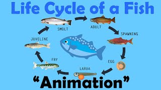 FISH LIFE CYCLE  Animation [upl. by Hsemar260]