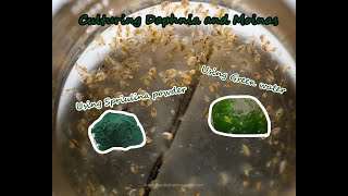 How To Culture Daphnia and Moinas using Green Water Spirulina powder [upl. by Royce786]