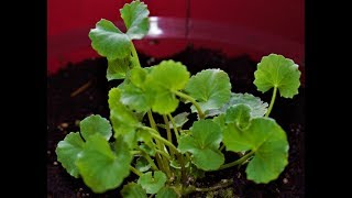 Gotu kola Centella asiatica Super herb all you need to know [upl. by Ynes]