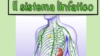 Il Sistema Linfatico In 15 Minuti [upl. by Shieh]