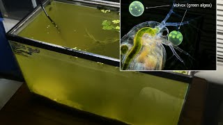 Raising Daphnia for the Freshwater Aquarium [upl. by Cherilynn]