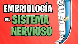 ✅ EMBRIOLOGÍA del SISTEMA NERVIOSO CENTRAL Parte 2° 🧠💥 [upl. by Arimay]