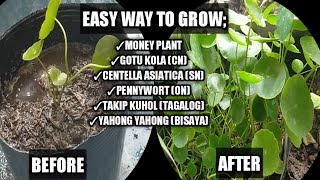 How To Grow Money Plant  How To Propagate Gotu kola  Centella Asiatica Propagation Homefoodgarden [upl. by Rainah32]