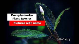 26 Bucephalandra Plant Species [upl. by Yeldud]