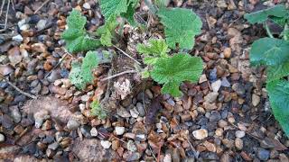 Hollyhocks Winter Care [upl. by Jody]