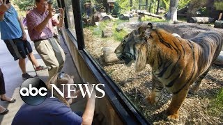 Sanjiv the tiger attacks zookeeper [upl. by Grewitz]