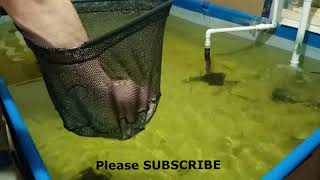 Harvesting Freshwater Prawns from my pool [upl. by Atiniv]