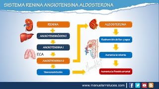 SISTEMA RENINA ANGIOTENSINA ALDOSTERONA  Morfofisiología [upl. by Attalanta]