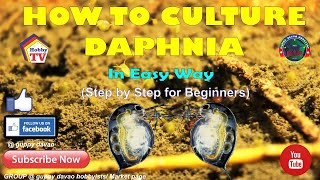 HOW TO CULTURE DAPHNIA In Easy Way [upl. by Iarahs]