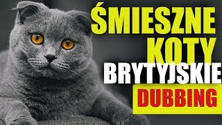 ŚMIESZNE KOTY BRYTYJSKIE 5 🤣 DUBBING MATT OLECH [upl. by Hildick]