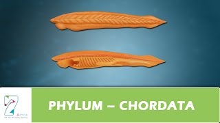 PHYLUM – CHORDATA [upl. by Onairam]