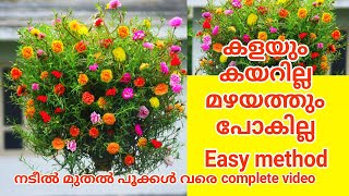 How to care portulacahow to plant portulaca in a plastic bottleportulaca flowering tipsfertilizer [upl. by Lydnek712]