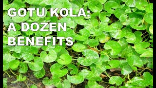 Gotu kola 12 Medicinal Benefits [upl. by Egoreg659]