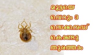 മൂട്ടയെ വെറും 3 സെക്കൻഡ് കൊണ്ടു തുരത്താംMalayalam Health Tips [upl. by Atisusej]